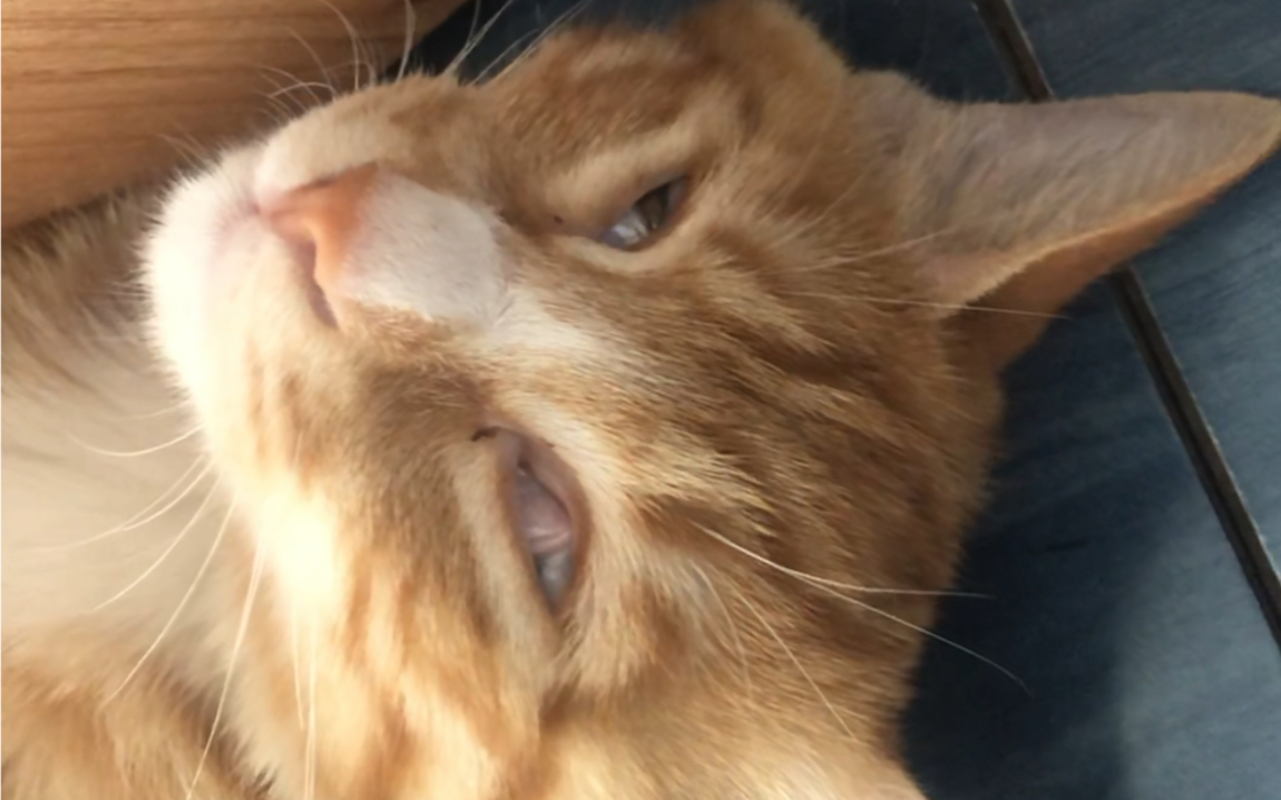 熟睡橘猫翻白眼,吧唧嘴!吓坏老父亲