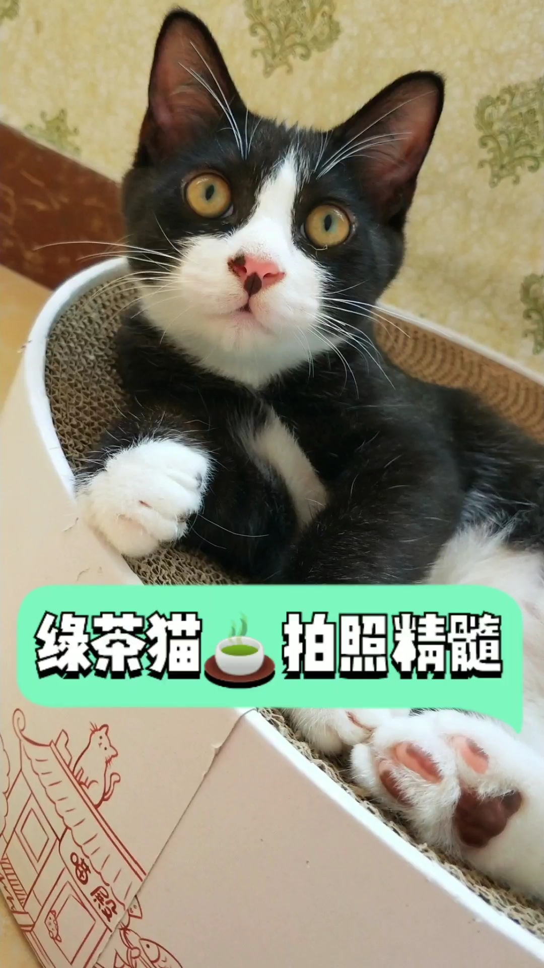 绿茶猫拍照精髓!