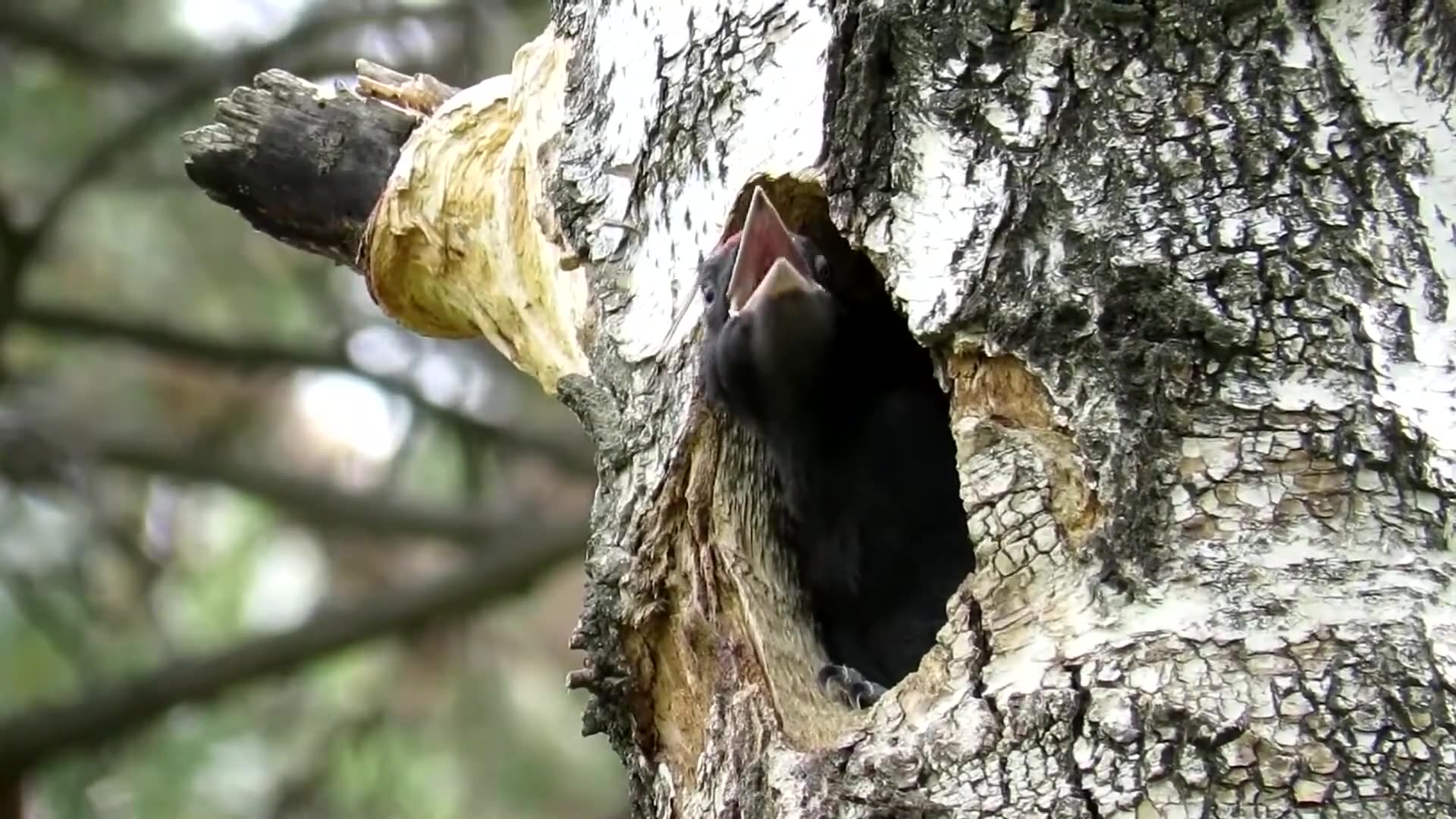 树洞巢穴里住着一只黑色的啄木鸟