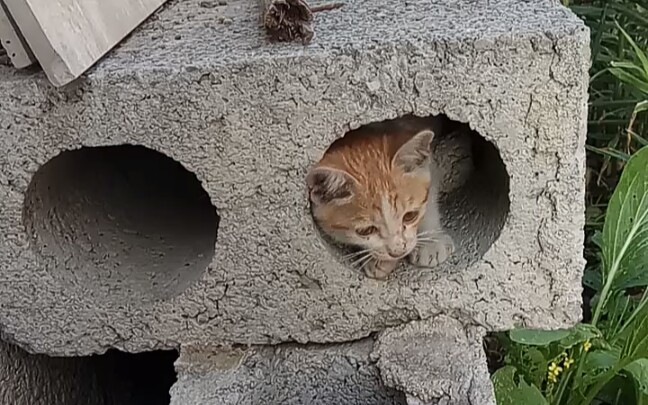巴掌大的可爱小野猫,住在我家了,很喜欢钻进洞里