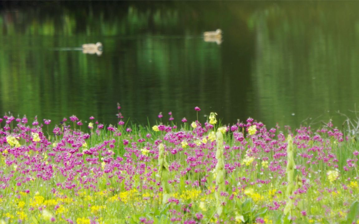 [图]真实人间仙境——春天的香格里拉花海【纪录片】【双语】