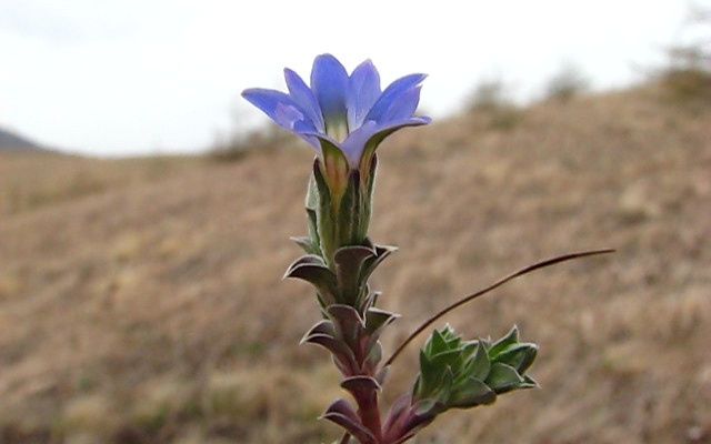 笔龙胆的花冠闭合