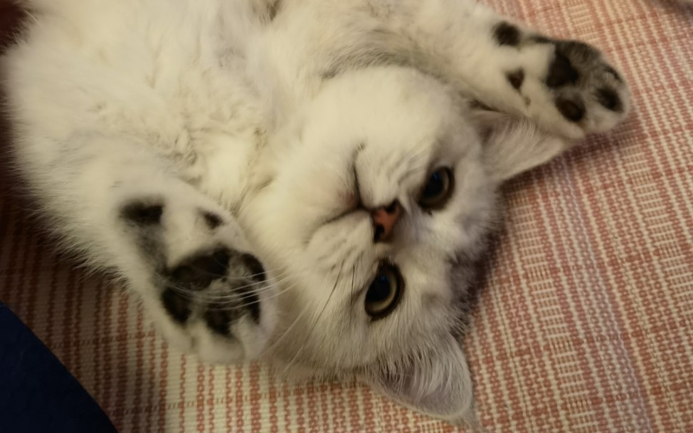 科普银渐层是一种狗bushi