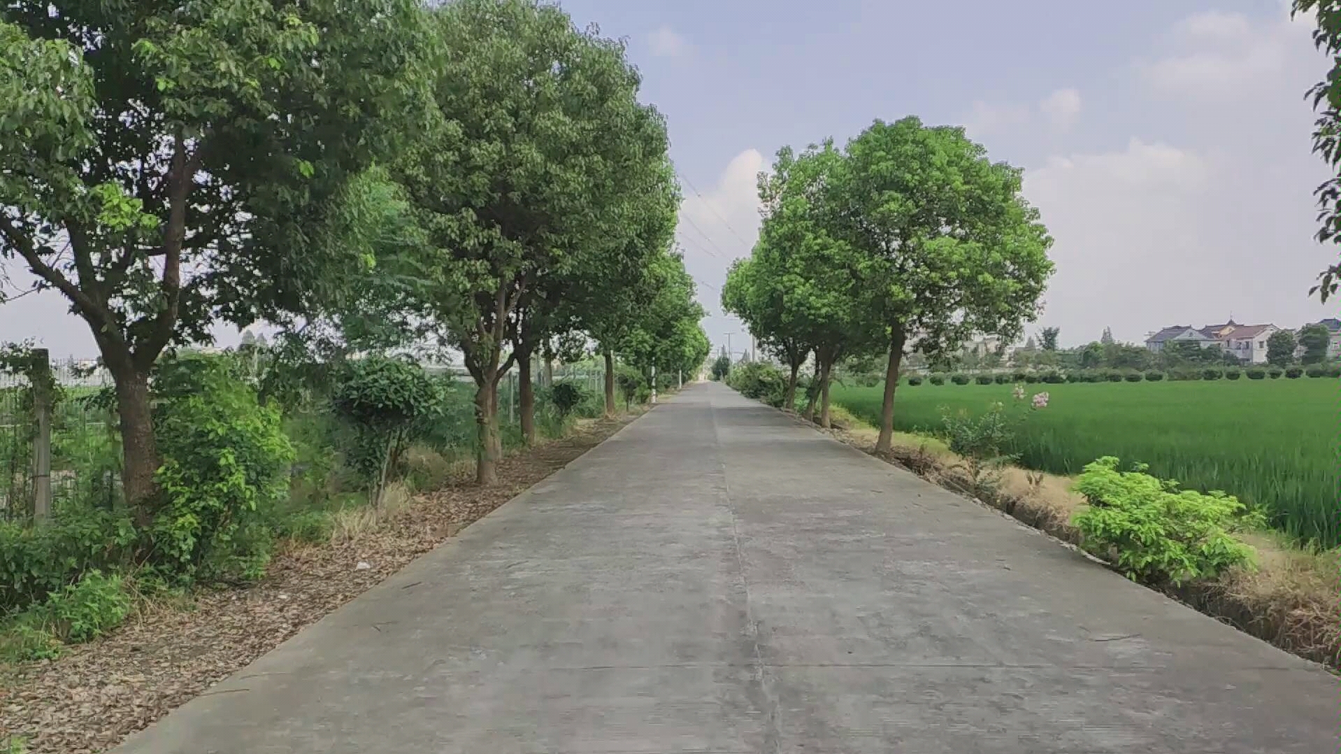 浙江海宁丁桥农村村间小路实拍手有点抖