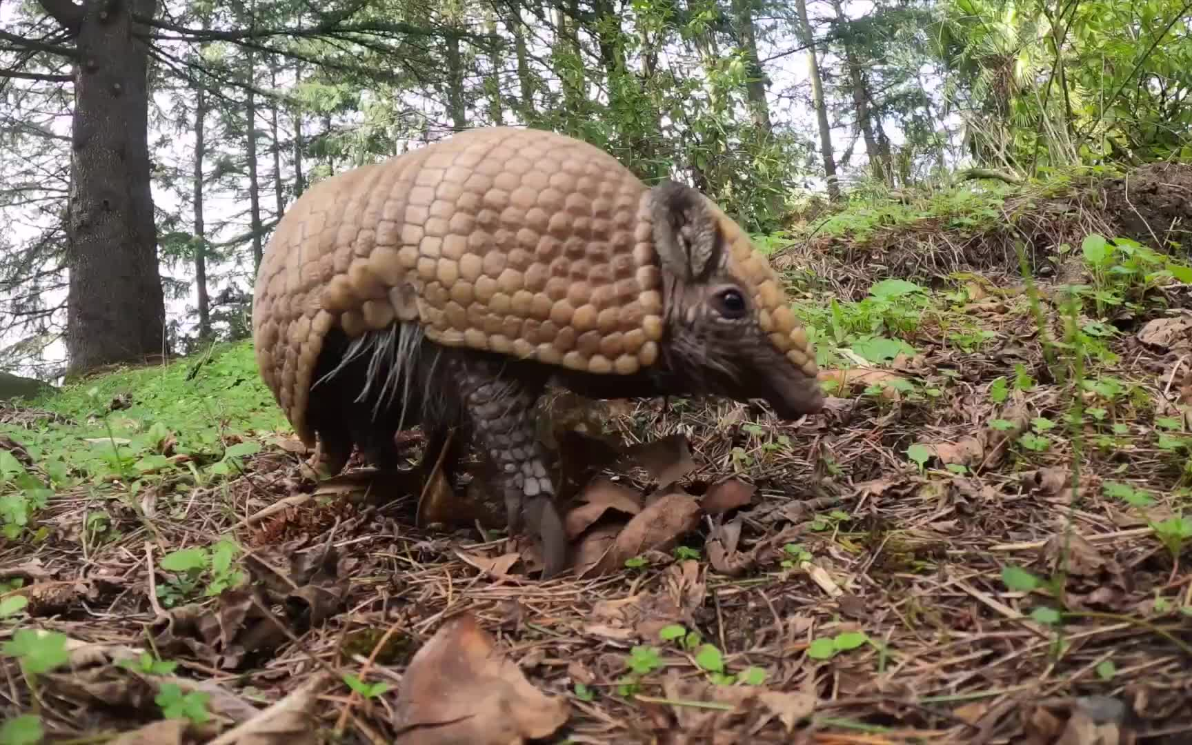 犰狳幼崽图片