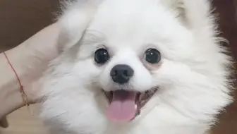 爱偷吃的小体纯白色博美幼犬茶杯体俊介犬可以长到多大小博美宠物狗吃什么好幸福的vcc 哔哩哔哩 Bilibili