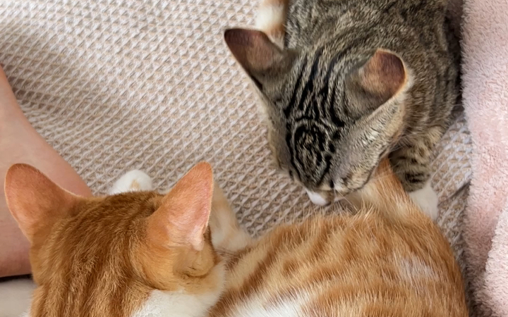 两只粘人的猫咪