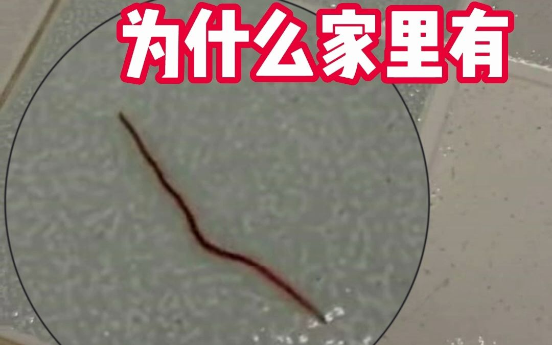 潮湿的环境很容易滋生红线虫和蛆虫!哔哩哔哩bilibili