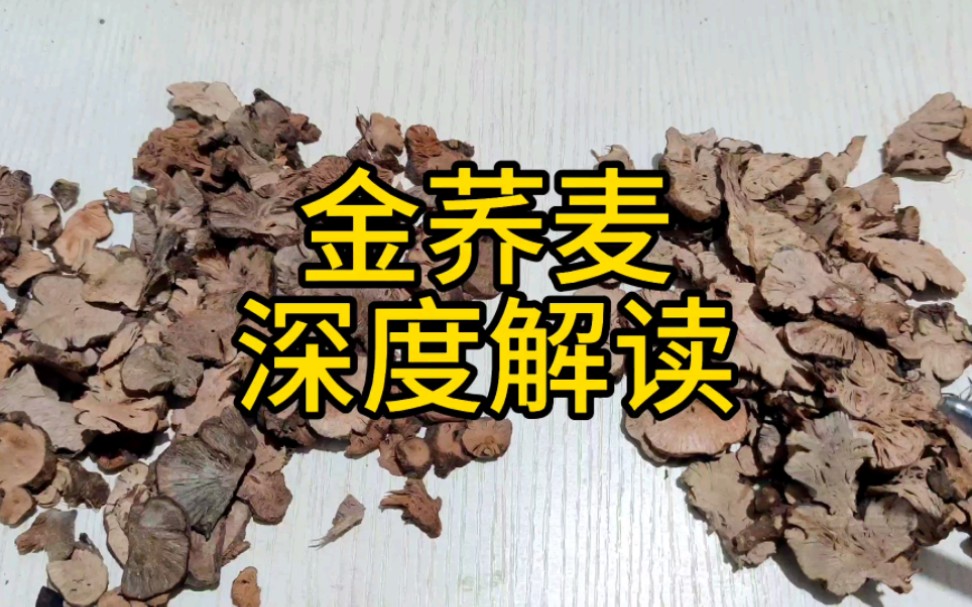 金荞麦 深度解读 教你一些你能用到的知识哔哩哔哩bilibili