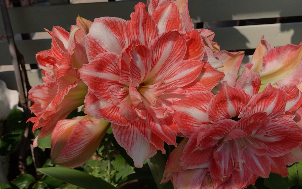 朱顶红阳光少女,真的惊呆了!