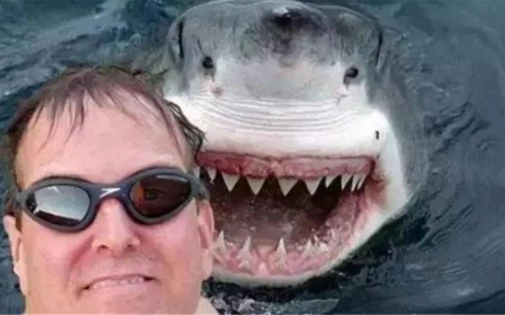  油管搬运>中文字幕:当鲨鱼碰见人血会有什么反应?