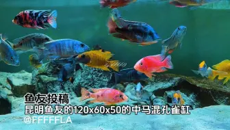 #鱼友投稿 昆明鱼友的120x60x50的中马混孔雀缸@FFFFFLA，鱼来自#幽云出品 的整缸搭配方案
