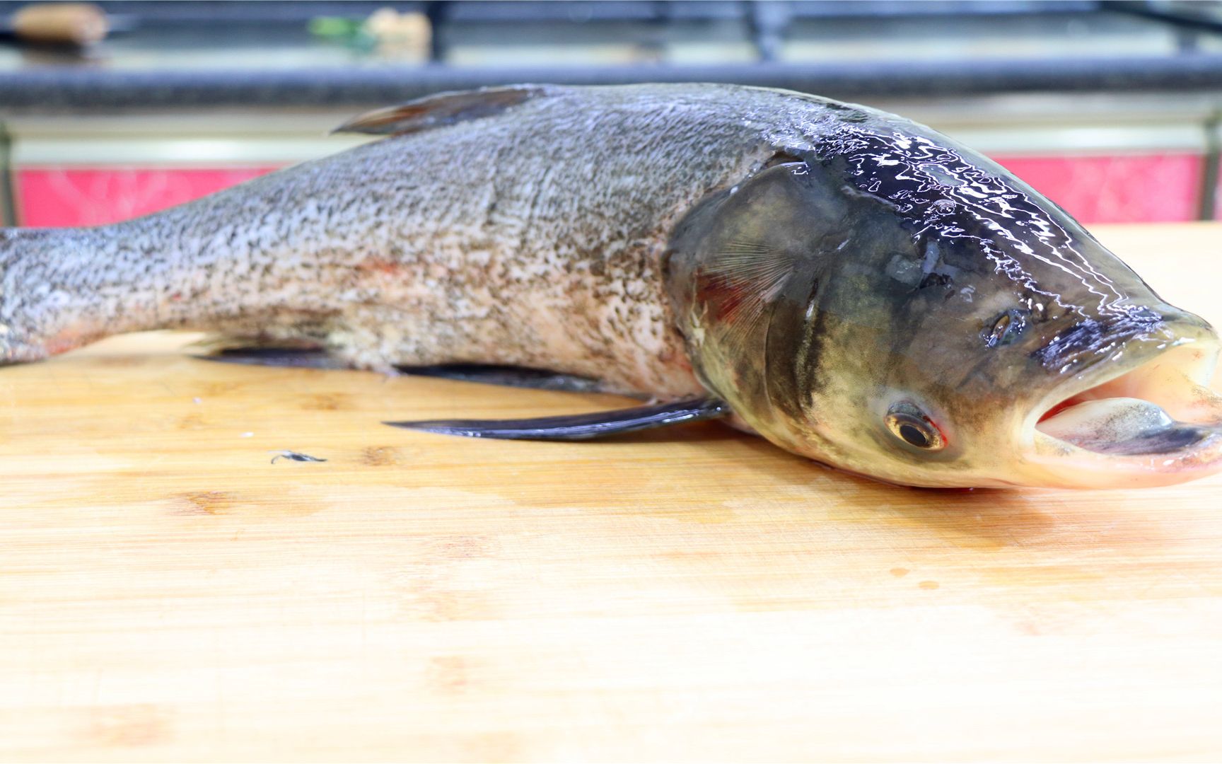 花鲢鱼不要只会红烧了川菜师傅教你青椒鱼做法比酸菜鱼都好吃
