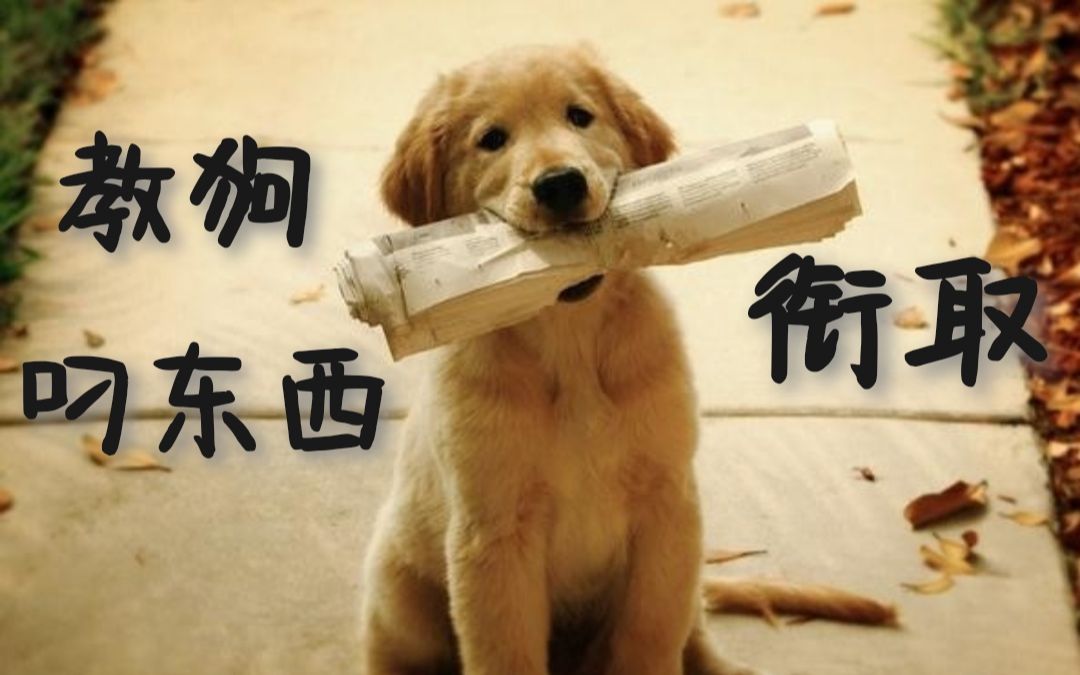 【犬技巧】教狗叼东西.衔取.巡回,全能开发你的狗哔哩哔哩bilibili