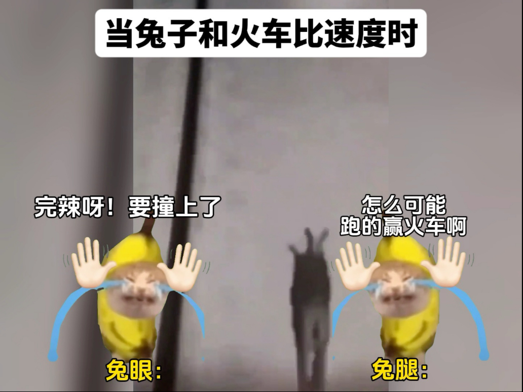 当兔子和火车比速度时-猫meme小剧场江笑笑-猫meme小剧场江笑笑-哔哩哔哩视频