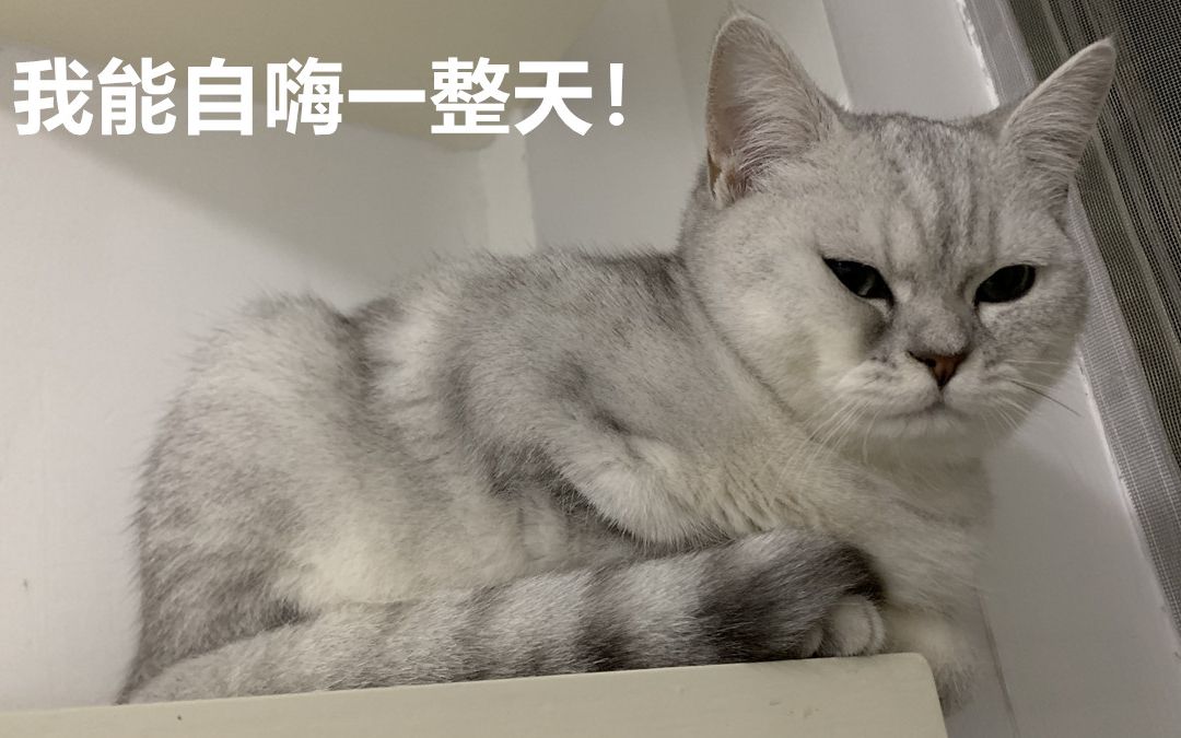 我似乎发现了一个懒人逗猫神器哔哩哔哩bilibili