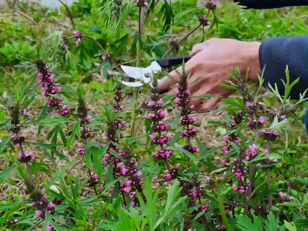 364 你见过益母草吗?别名红花艾