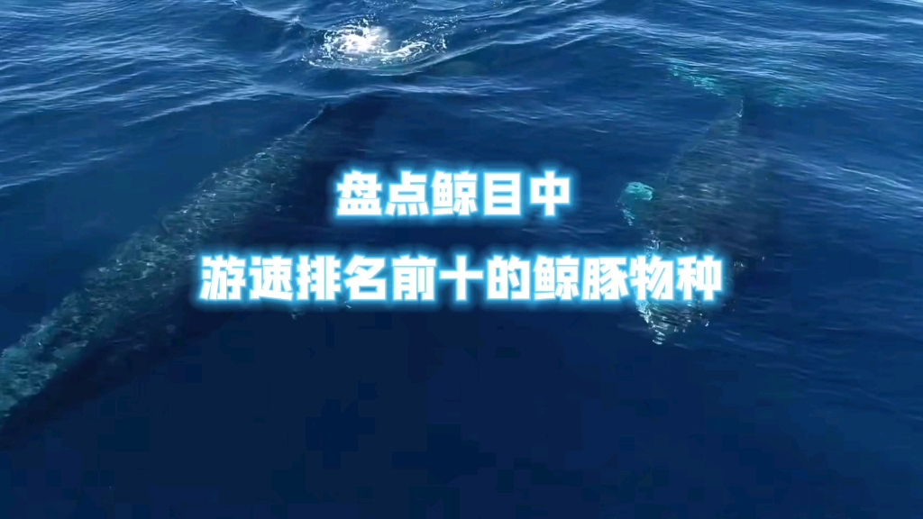 谁是鲸中“博尔特”?盘点鲸目中游速排名前十的鲸豚物种哔哩哔哩bilibili