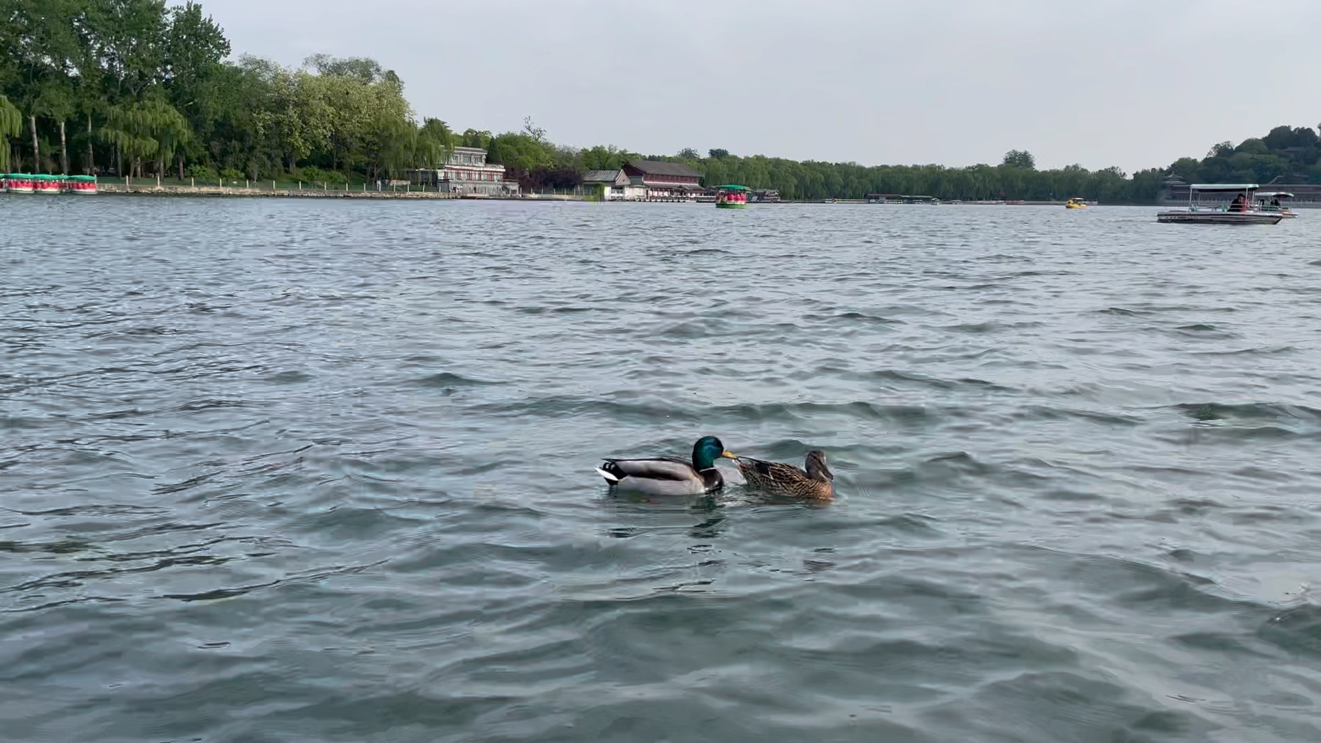 2022年4月28日北海公园划船愿疫情早日结束想出去玩想吃好吃的想继续