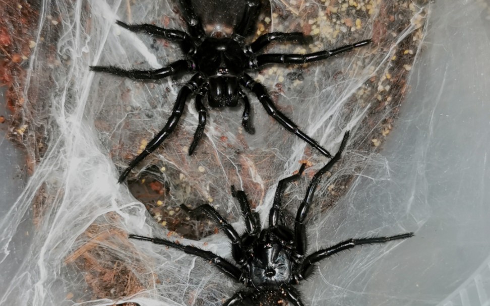 两对桂林红牙(大疣蛛属成员)的交配全过程记录