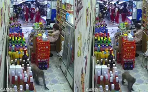 Download Video: 女子看店 一只猴子大摇大摆地走进来淡定偷东西 女子表情亮了