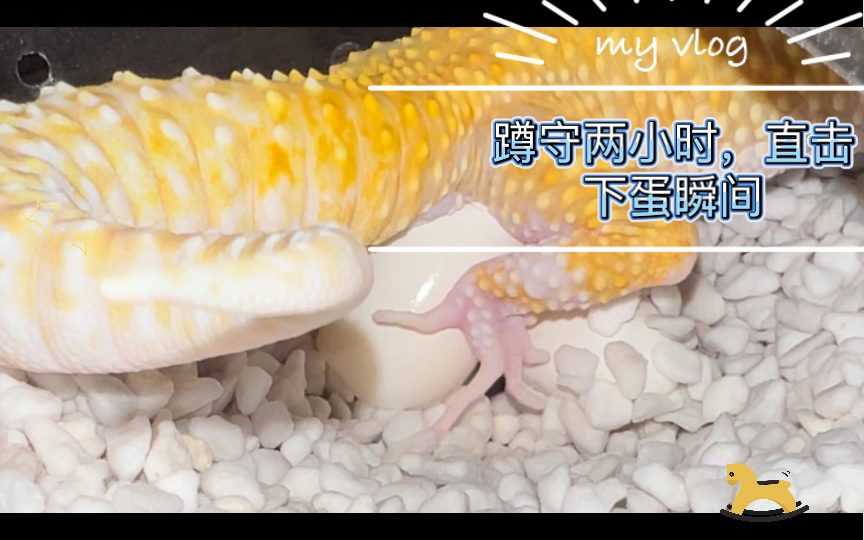 【豹纹守宫繁殖季】蹲守两小时,直击下蛋瞬间, 连下两颗.