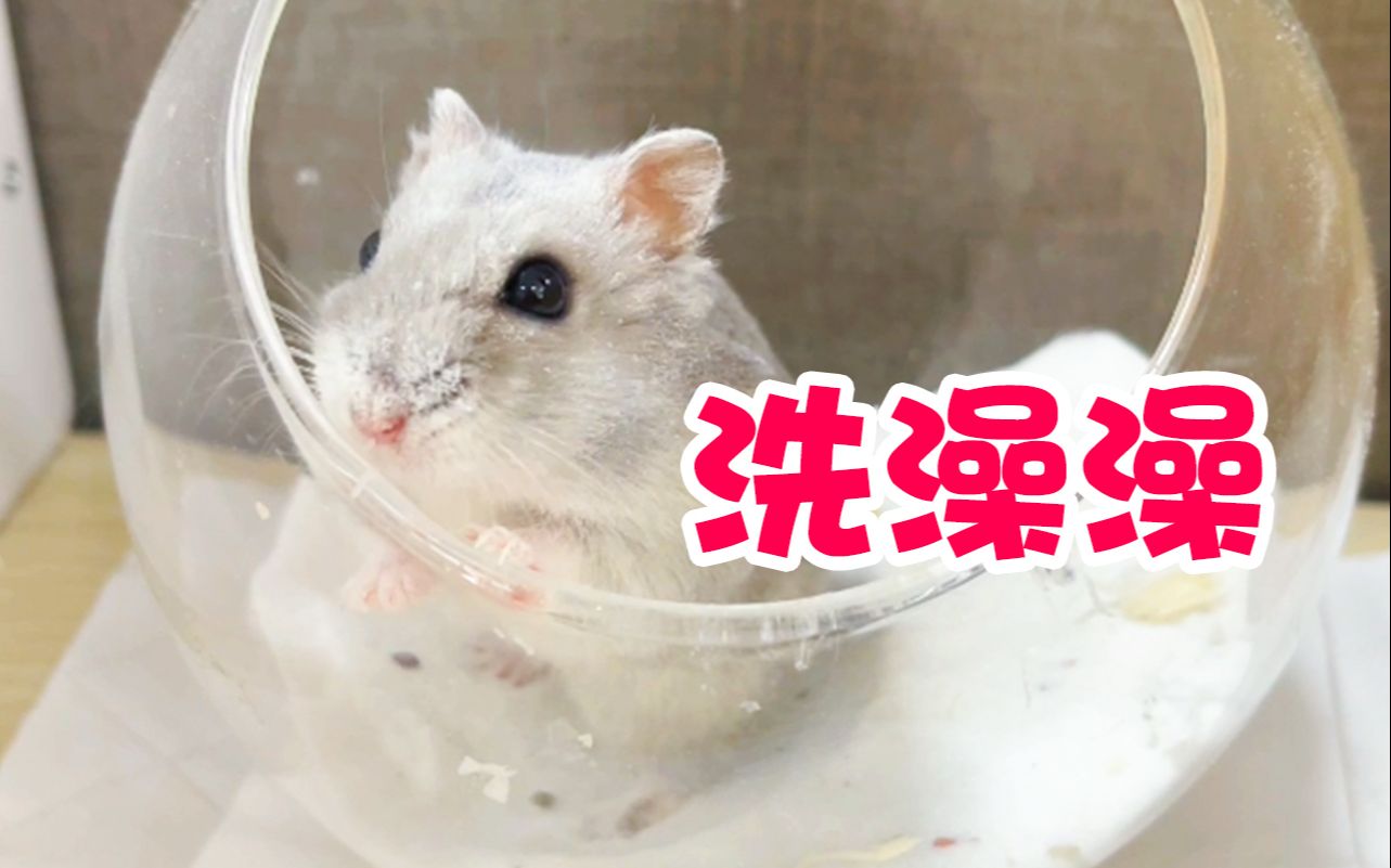 活动作品仓鼠日常珍珠洗澡