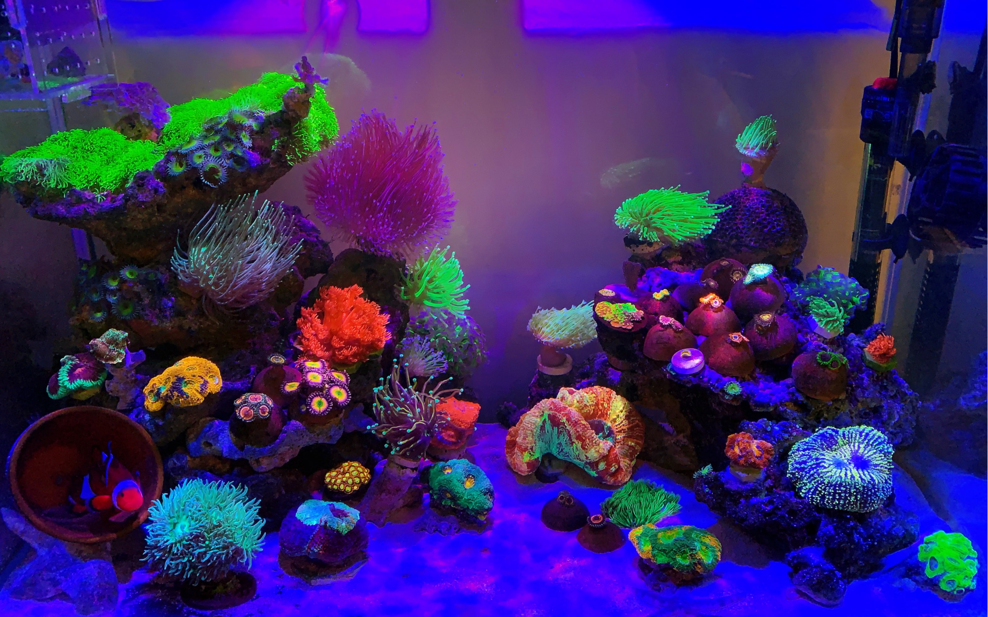 无过滤海缸10月1日近况_哔哩哔哩_bilibili