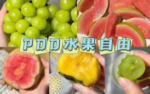 Download Video: 【拼多多水果】低至2元！开箱试吃！红心芭乐｜巧克力脆柿｜阳光玫瑰青提｜水果自由｜学生党｜开箱｜购物分享｜性价比