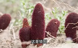 Download Video: 13种男性熟悉的本草药材，你认识几种