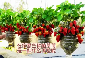 Download Video: 你知道在家悬空种植草莓是一种什么体验吗？