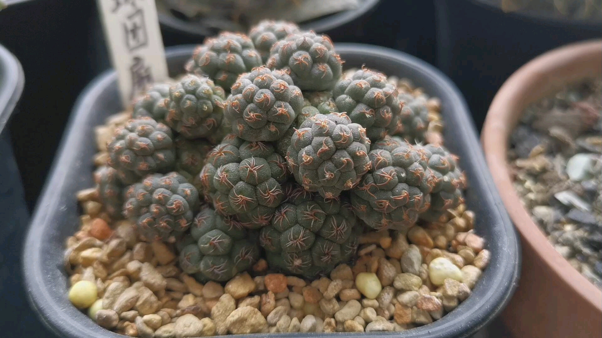 仙人球/足球团扇