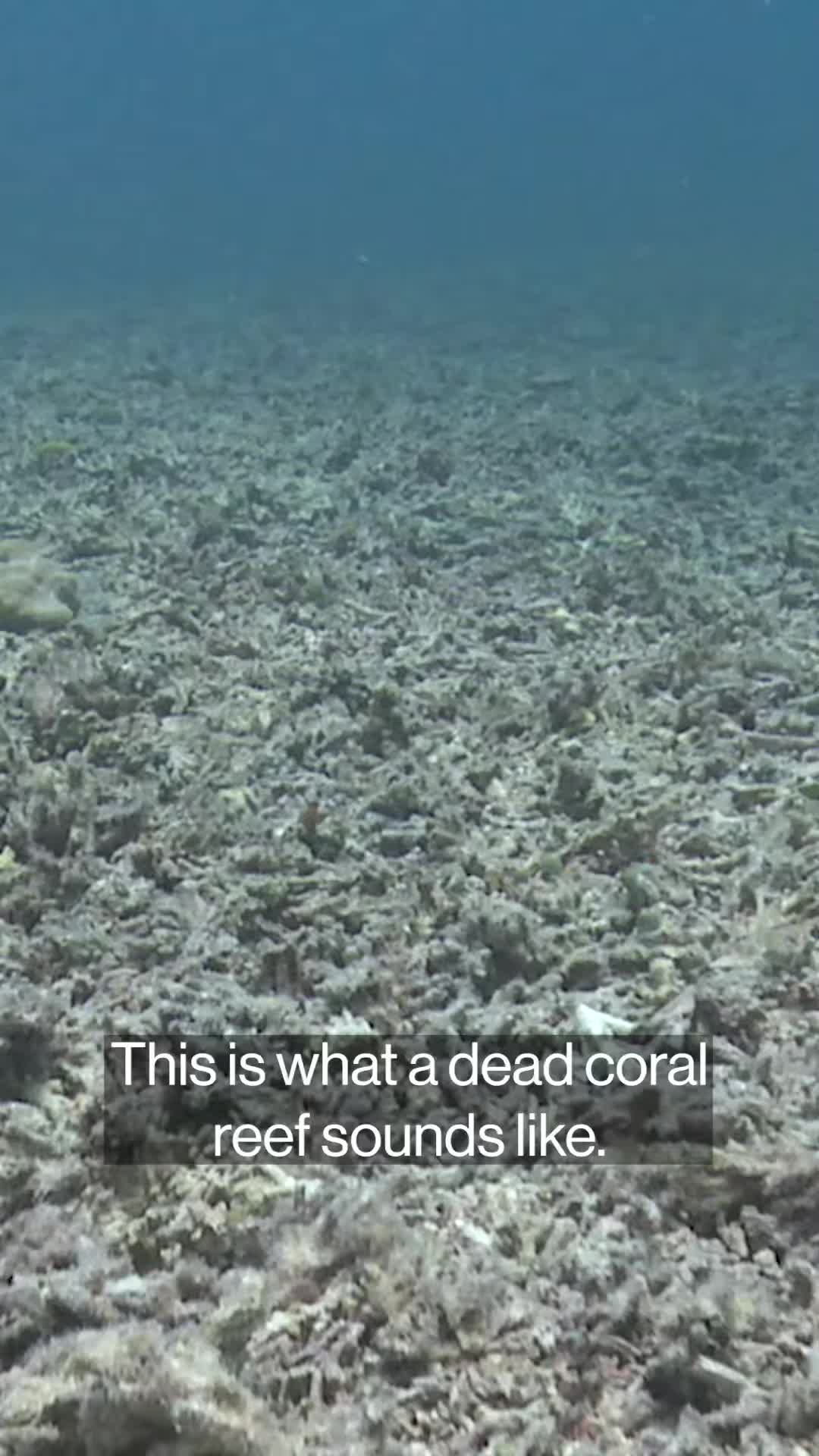 08.28-利用人工智能和音频来应对气候变化