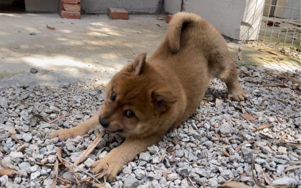 到朋友家带回一条性格温顺长着虎头虎脑的小黄狗,又亲人又爱玩
