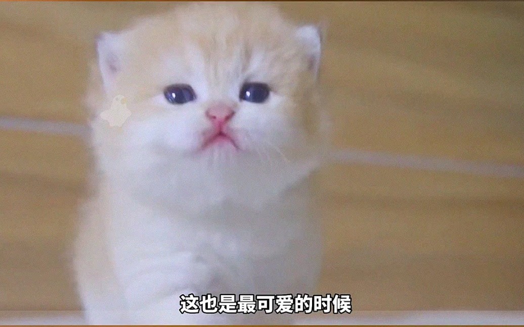 猫咪对应人类的岁数,是多大?哔哩哔哩bilibili