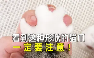 Descargar video: 猫咪爪子里的秘密：5个你不知道的猫爪事实㊙️