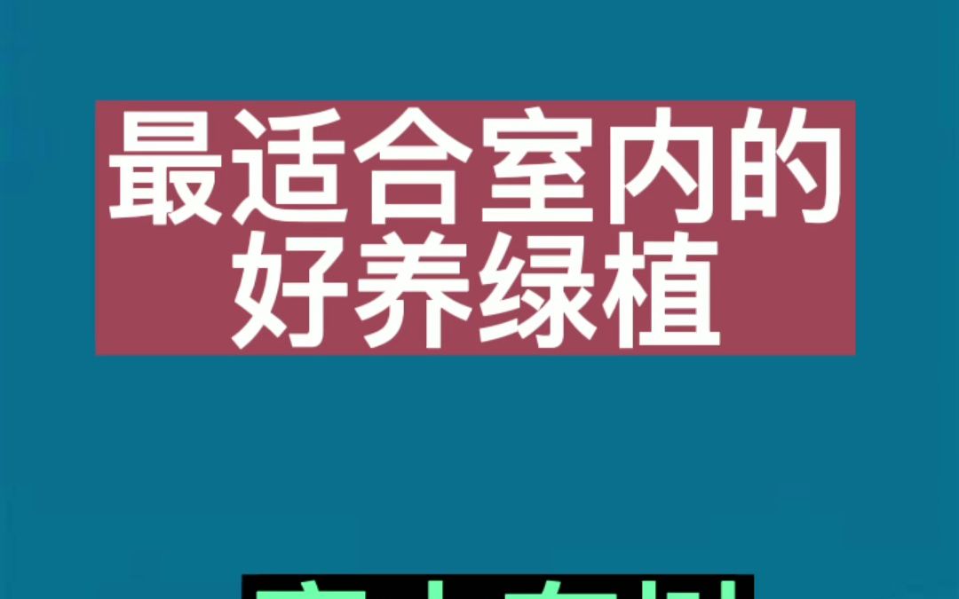 十种最适合室内的好养绿植,家中有树人旺家哔哩哔哩bilibili