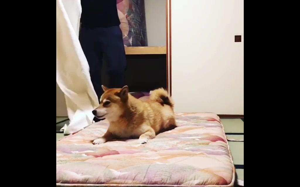 【柴犬Maru】窝的粑粑是世界上最好的粑粑,今天父亲节窝来帮爸爸铺床!也祝大家的粑粑节日快乐~哔哩哔哩bilibili