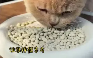 Download Video: 掉毛季里一定要给猫咪化毛，对猫好，对人也好！爱它就给它更多呵护吧！