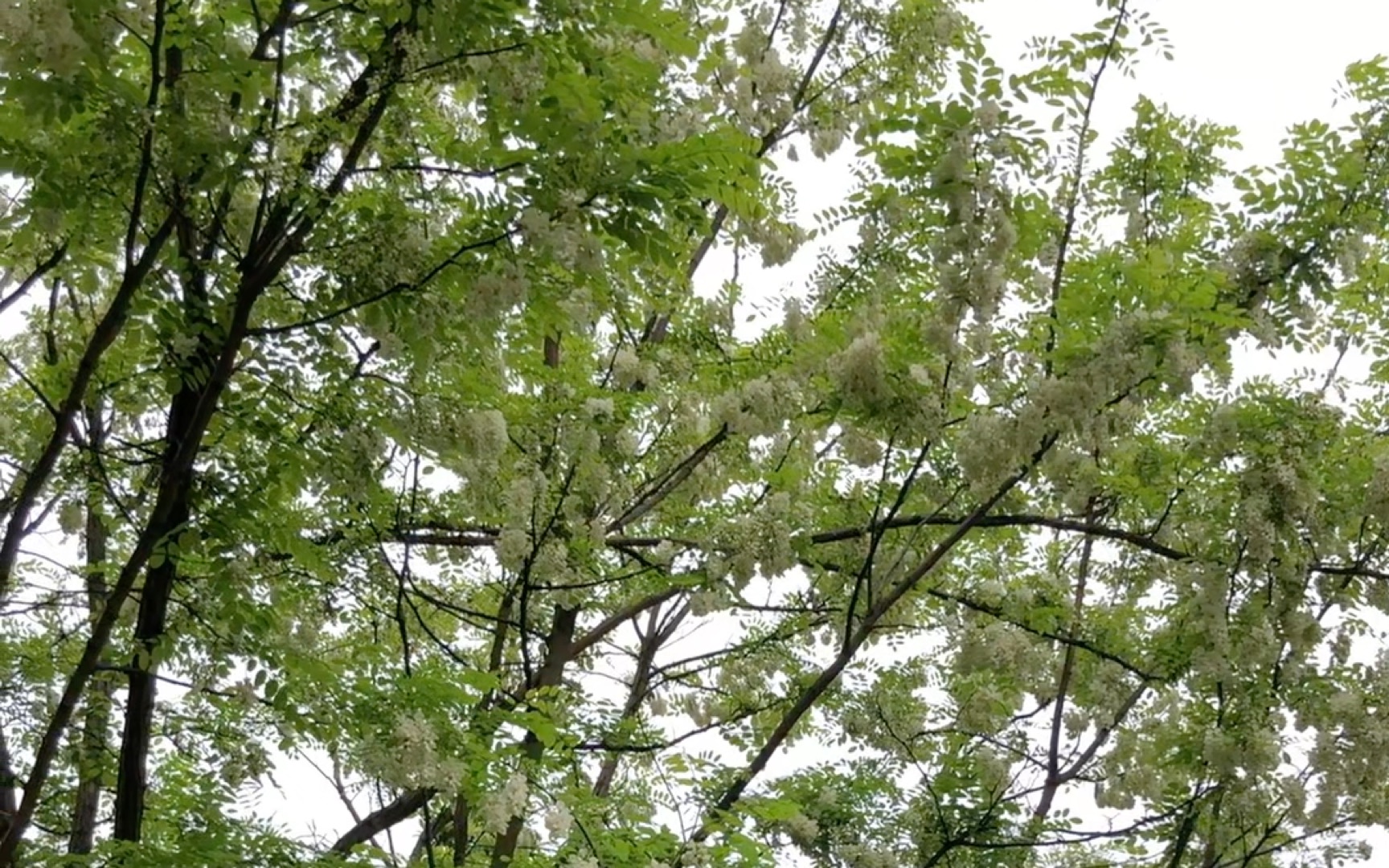 [图]大家好，今天介绍的植物是刺槐，有没有吃过的小伙伴来说一下是什么味道