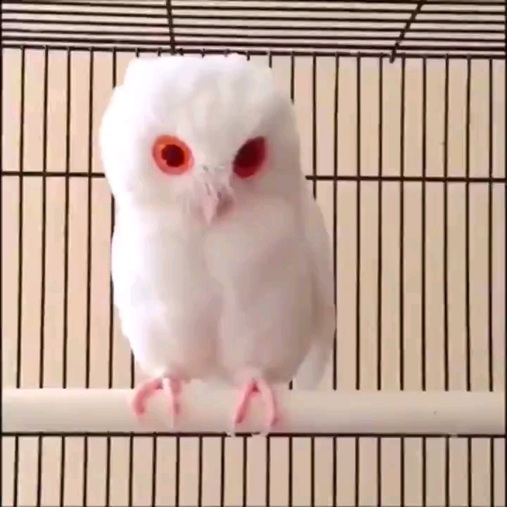 罕见红眼猫头鹰 白化病
