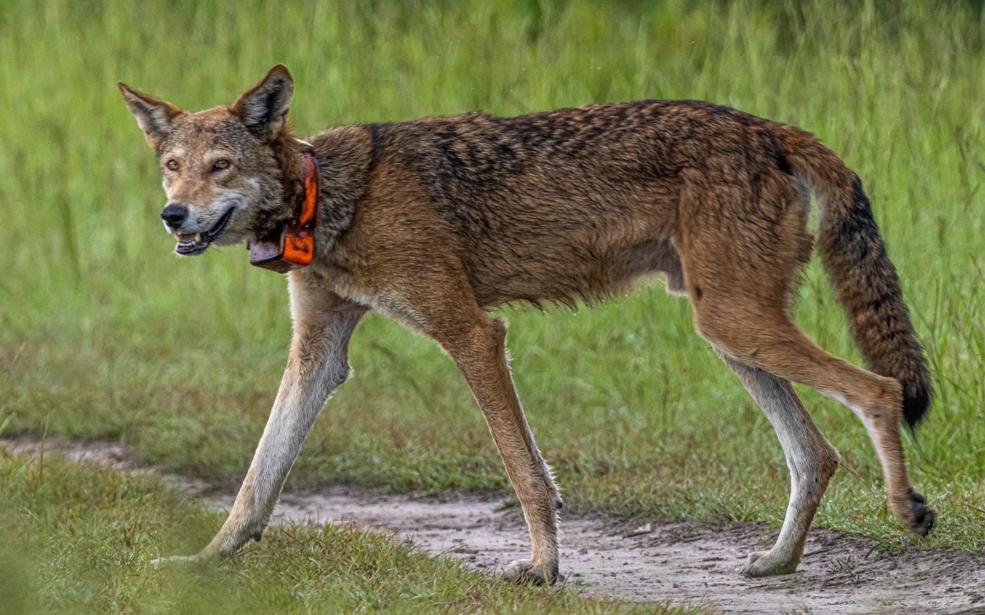 北卡罗来纳近距离观察濒危的野生红狼