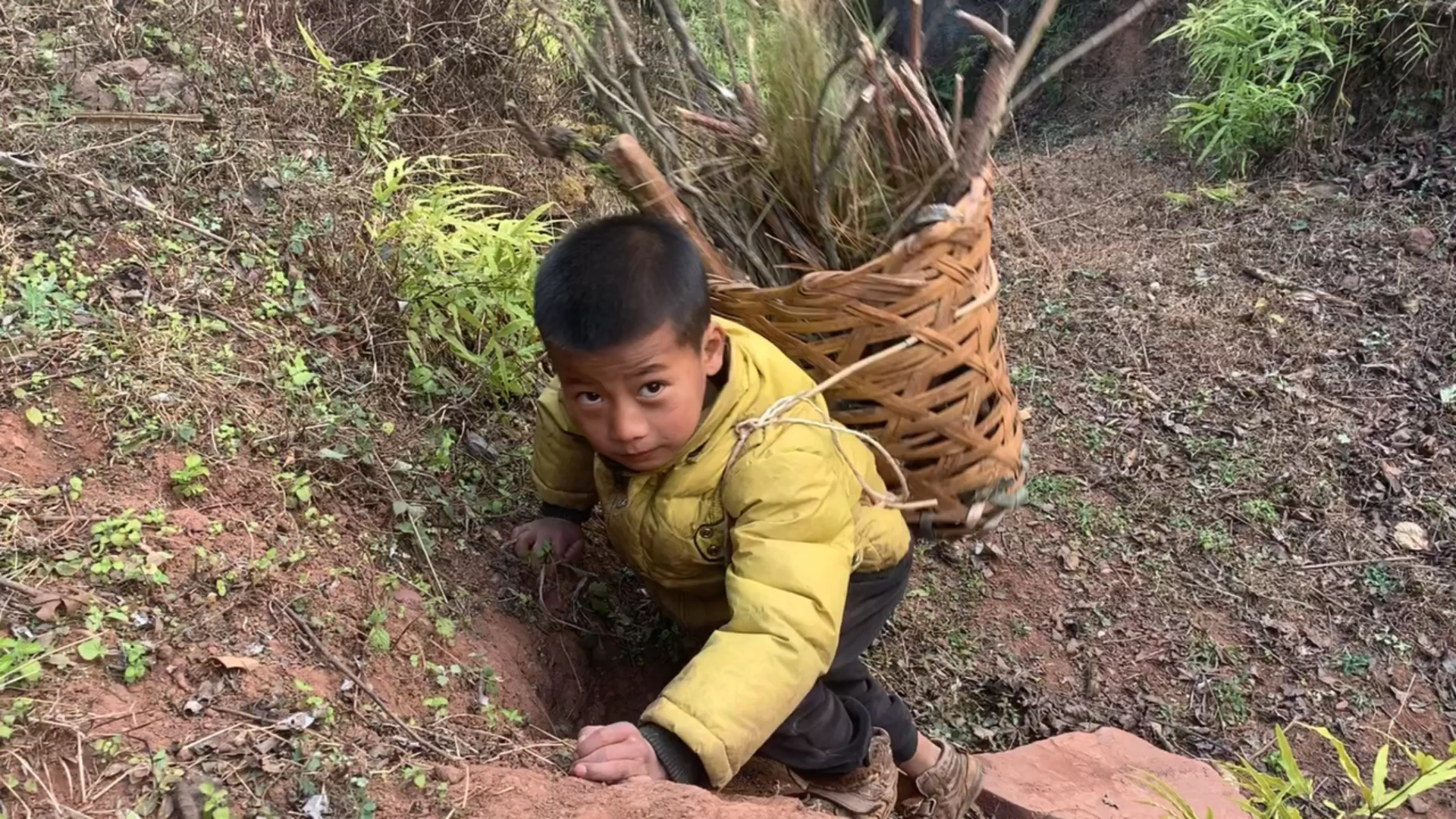 贫困山区无父无母的孩子,替奶奶上山砍柴,途中一幕让人心惊胆战