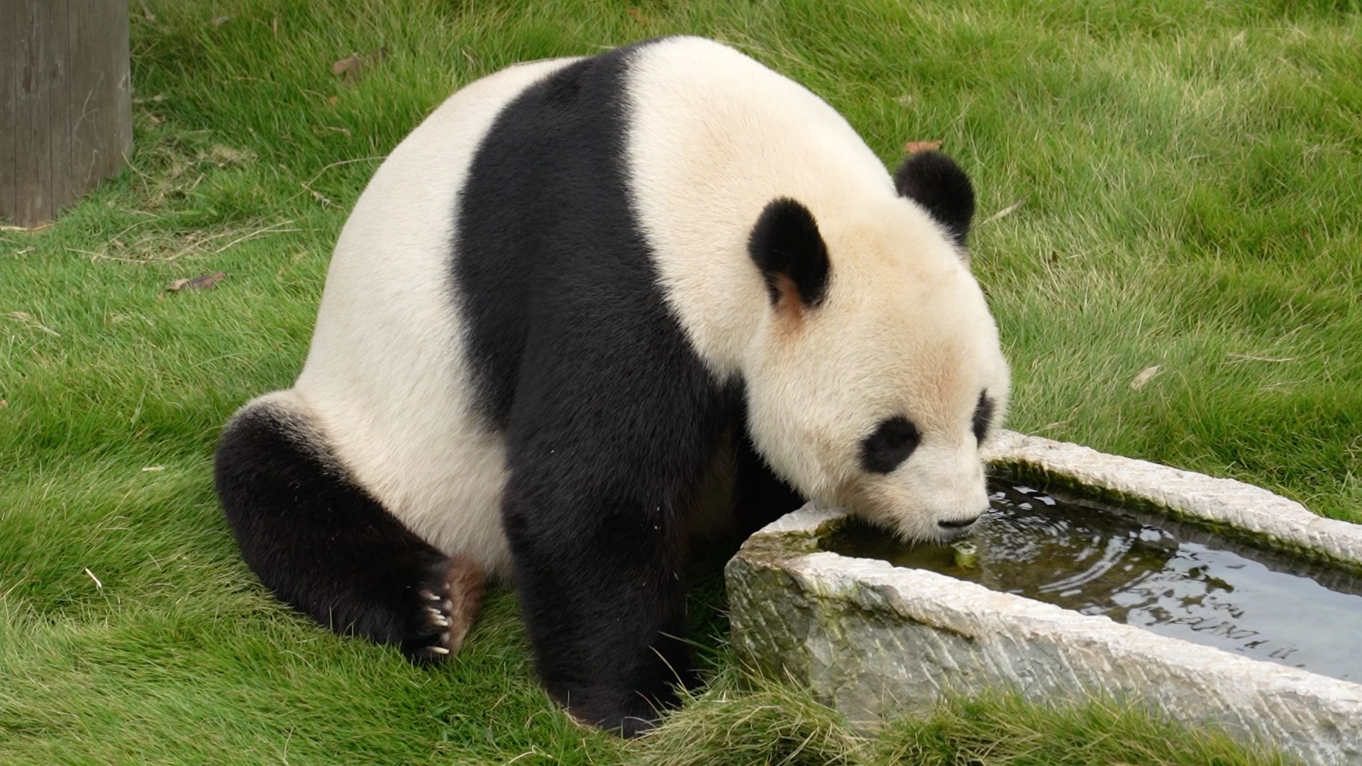 大熊猫吃竹子吃到口渴,不得不挪动身体下来喝水,不到万不得已大熊猫是