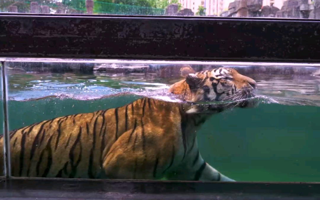 [图]【浪里猫条】有没有想和虎虎一起去海边游泳的