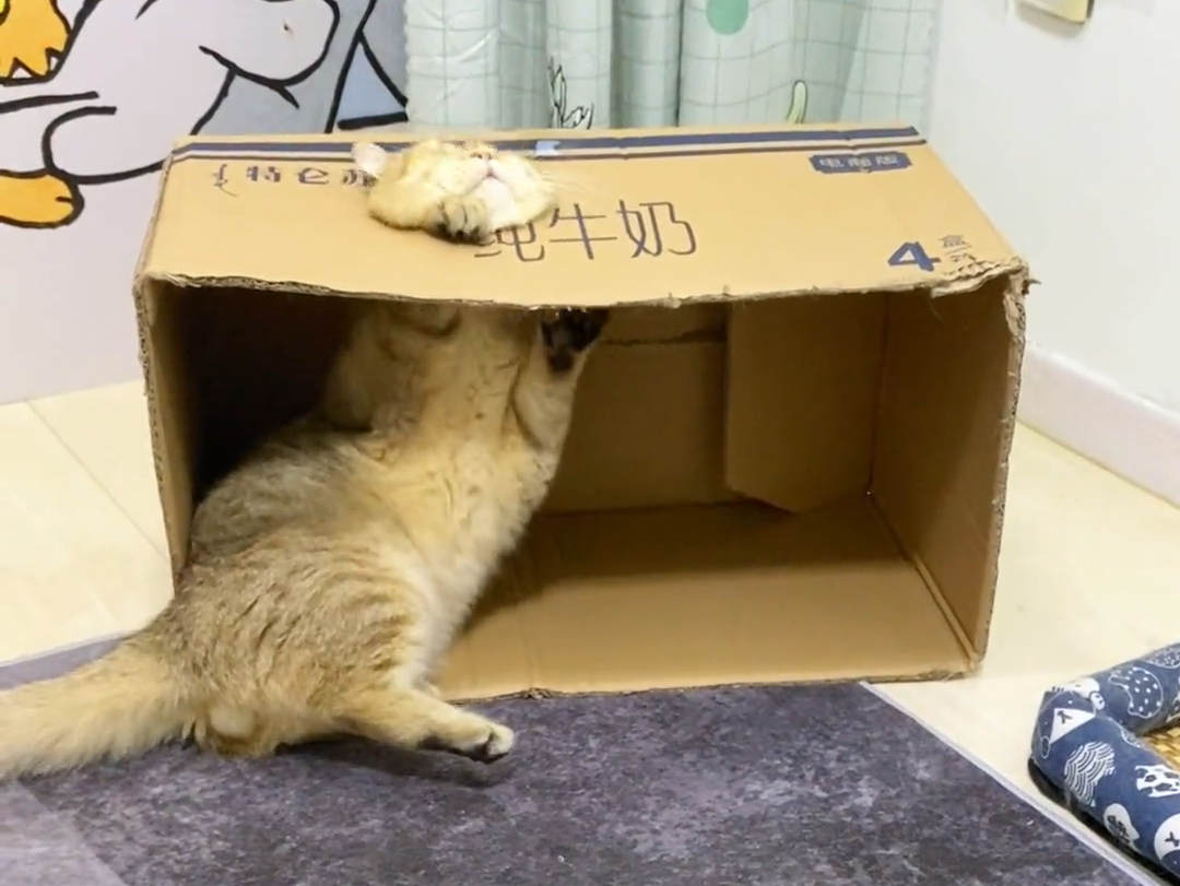给猫咪弄个纸箱