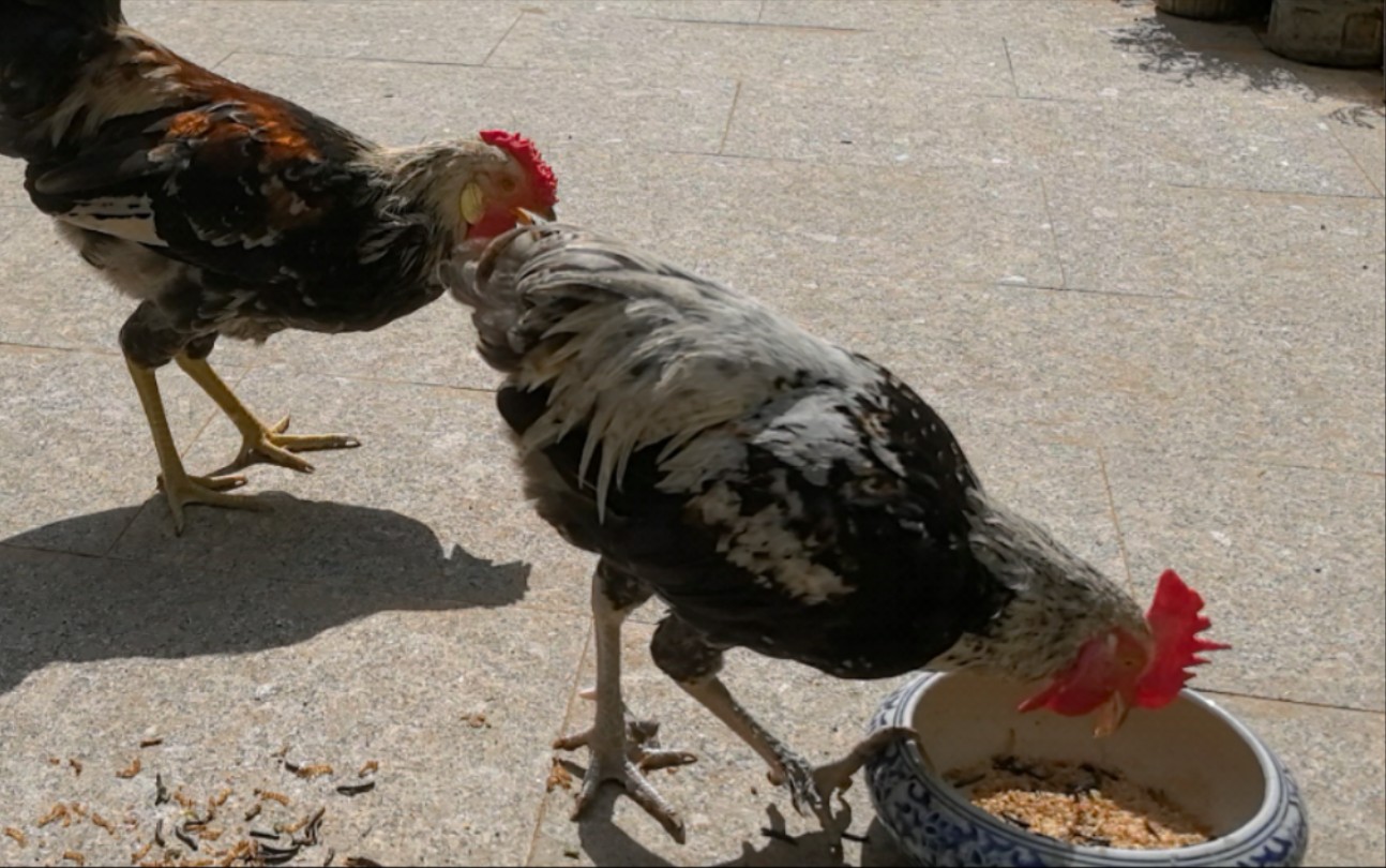 护食的秃尾巴"小霸凌"😁