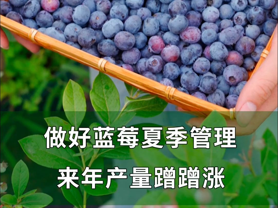 做好蓝莓夏季管理,来年产量蹭蹭涨.哔哩哔哩bilibili