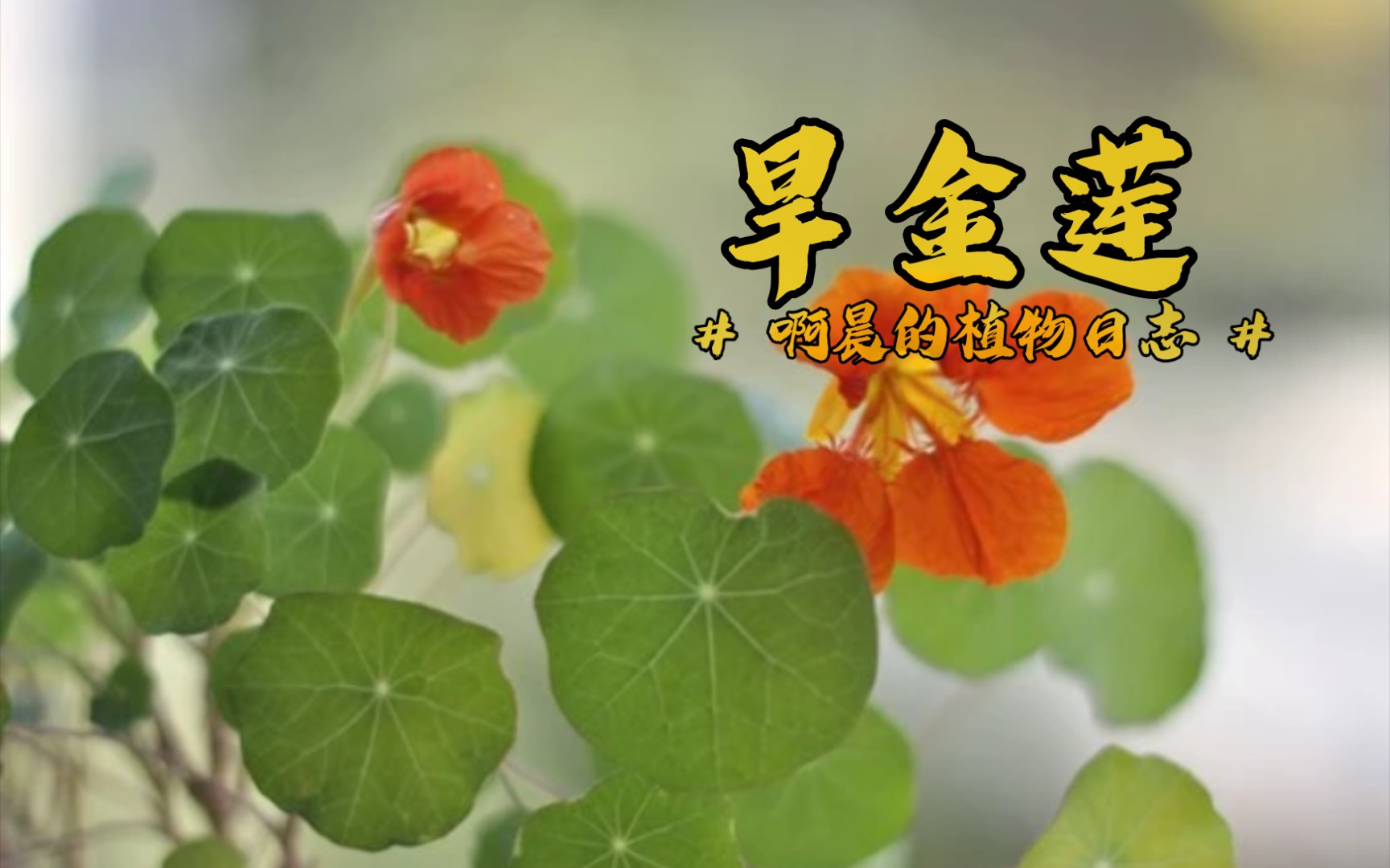 阿晨的植物日志3# #旱金莲# 花语:炙热的爱