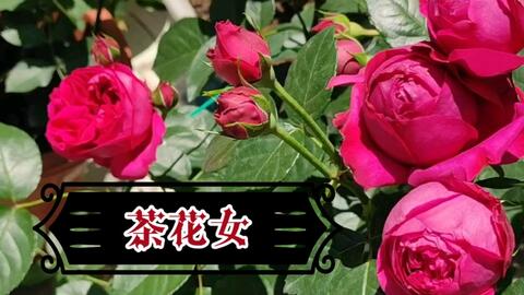 茶花女 经典的玫红色月季 哔哩哔哩 Bilibili